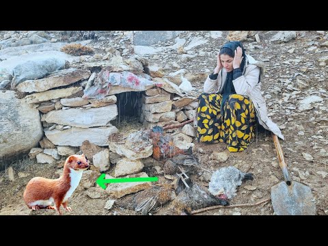 Nature's Cruelty: Nomadic Woman Loses Her Chickens