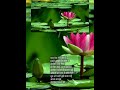 Tere Liye Palko Ki Shorts Bollywoodsongs