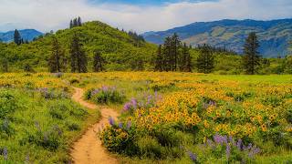 Soft Dreamy Wildflowers & Mountain Views | Vintage Cinematic Nature of Olalla Canyon Ridge Trail 4K