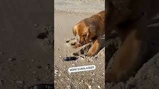Things my Dog is Scared of at the Beach!