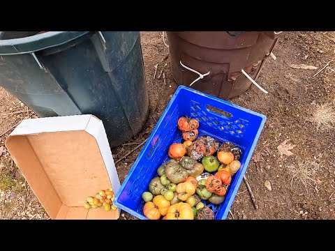 Tomato feast for outdoor worm systems - vermicomposting