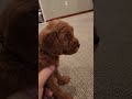 Mini Goldendoodle dogs for sale: BRUNO - Mini Goldendoodle Puppy 2 - Video 1