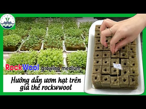 , title : 'Hướng dẫn gieo hạt bằng giá thể rockwool |Transplanting Guide Seed With Rockwool Cubes'