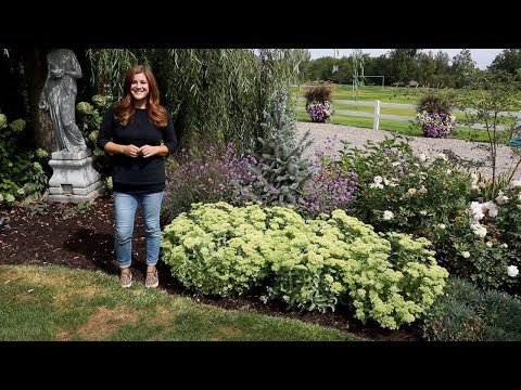 1-Year Plant Growth Update | Landscape Favorites by Proven Winners