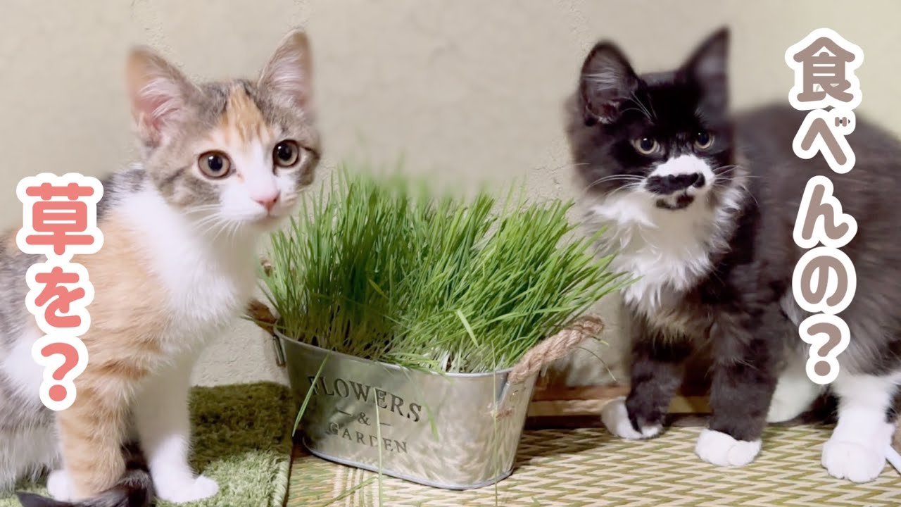 初めて子猫達に猫草をあげたら食べっぷりが汚かった(；ω；)