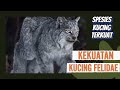 SPESIES KUCING FELIDAE ️PREDATOR TIER S Kucing Hewan Wildlife