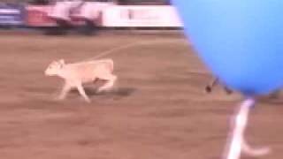 preview picture of video 'Horses Shocked, Animals Abused at  Rodeo in Killeen, Texas'