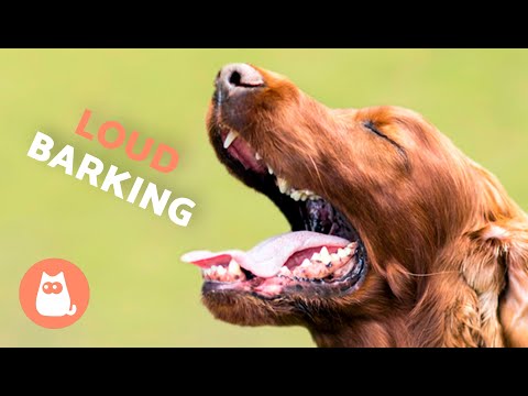 Dogs BARKING LOUD Compilation ???????? (See How Your DOG REACTS)