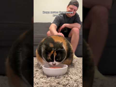 TWITCH: MELLSTROY Когда нашел бездомную котость #мем #юмор #жиза