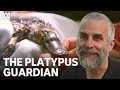 Rescuing The Hobart Rivulet Platypus The Platypus Guardian ABC TV Iview