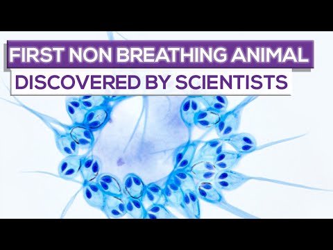 Hundreds Of Stars Have Disappeared From The Sky Where Have They Gone