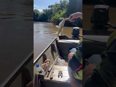 #amopescar #aquidauana #pacu #matogrossodosul #peixes #pacu #pescaria #pesca #peixes