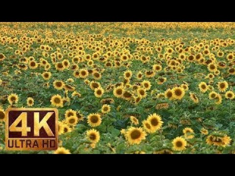 The Best Documentary Ever - Sunflower Fields | Yellow Sunflowers in 4K/UHD Relax Video 1 Hour Nature