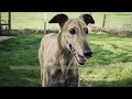 Forever Hounds Trust - Sponsor Barney!