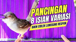 Download lagu CIBLEK GACOR NGEBREN variasi melimpah buat Pancingan Ciblek Semi bahan jadikan ciblek kristal gacor mp3