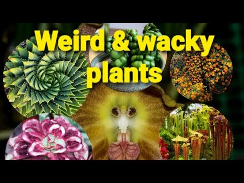 Weird & Wacky plants part 1/Amazing plants/@helenaldayavlog879