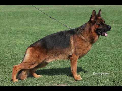 DALI VOM WEBACHTAL -HISTORIAS DE SANGRE - EDUARDO DURAN HAEDO