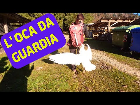 Foliage sull'altopiano di Musiera