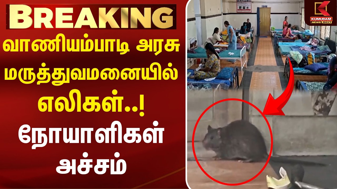 வாணியம்பாடி அரசு மருத்துவமனையில் எலிகள்..! நோயாளிகள் அச்சம் |Tirupattur | Govt Hospital Kumudam News