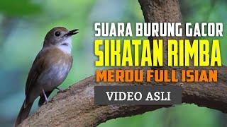 Download lagu Sikatan Rimba Dada Coklat Gacor - Ngeroll Tiada Henti SRDC mp3