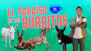 BURROLANDIA EL PARAISO DE LOS BURROS EN MEXICO