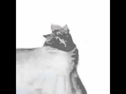 Broken Cat :D (Fucked Up Edition)