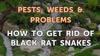 How to Get Rid of Black Rat Snakes