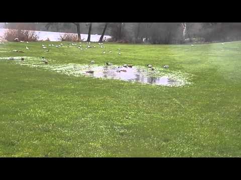 MongoTV_175 - Del 11 - Våde Ænder i En Vandpyt Frederiksdal Fribad