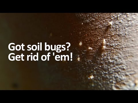 , title : 'Tiny white bugs in soil? How to get rid of soil mites'