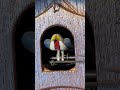Say hello to Mr. Cuckoo. Vintage Cuckoo clock bird. #cuckoo #fyp #shorts