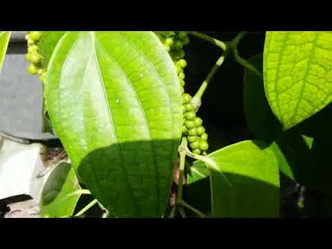 Start to produce fruits - Black Pepper Plant - Piper nigrum, Black Pepper vine