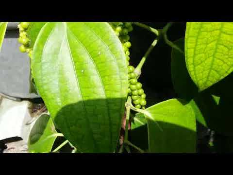 Start to produce fruits - black pepper plant - piper nigrum,...