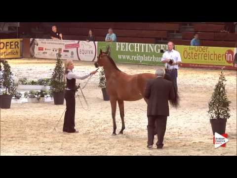 N.15 FEUER BELLISSAMA - Wels 2015 - Fillies 1 year old (Class 2B)