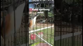 Download lagu Cendet isian Kuntilanak sambung walet mp3