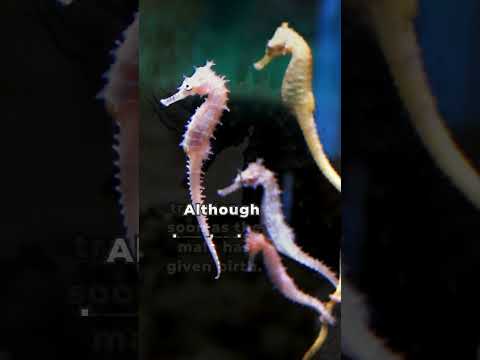 Seahorse's Secret