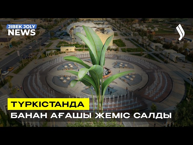 Түркістанда банан ағашы жеміс салды