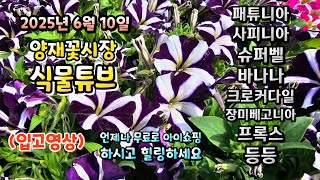 양재꽃시장 식물튜브 25년 6월 10일 어떤 식물들이 입고되었는지 시청 하시면서 힐링타임 되시길 바라겠습니다…