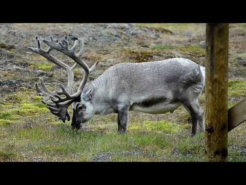 download lagu mp3 mp4 Svalbard Reindeer For Sale, download lagu Svalbard Reindeer For Sale gratis, unduh video klip Svalbard Reindeer For Sale