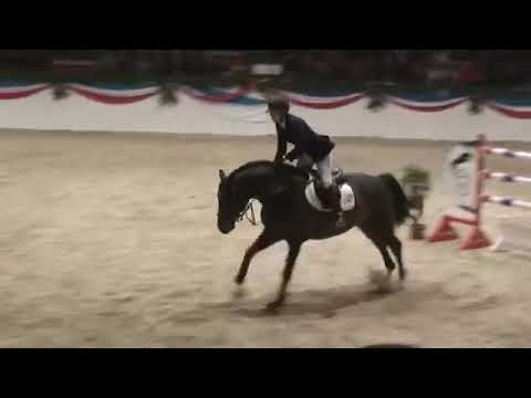 Nekton  jumping stallion HOLST by Nimmerdor