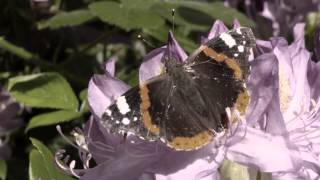 Sting - Mariposa Libre