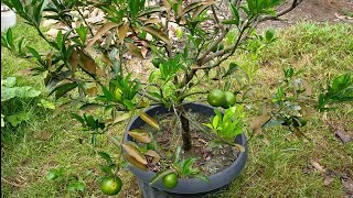 Download lagu Perawatan jeruk santang madu agar cepat tumbuh tunas baru dan bakal buah baru mp3