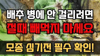 가을 김장 배추 무 심기전에 이것만 넣어주면 뿌리혹병과 해충 걱정이 사라집니다!