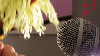 Biene Sings Whole Lotta Love