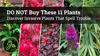 BEWARE! DO NOT Buy These 11 Plants at the Garden Center / Invasive Plants That Spell Trouble