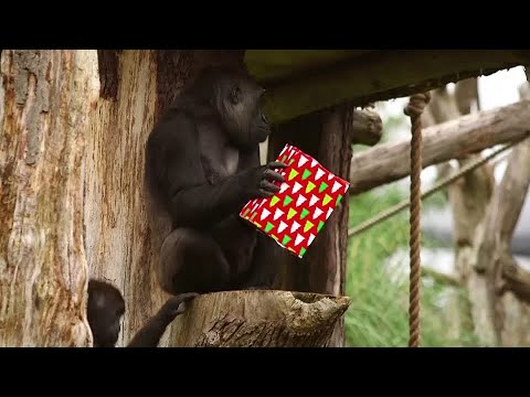 クリスマスはロンドン動物園のゴリラのために早く来る (Christmas comes early for London Zoo's gorillas)