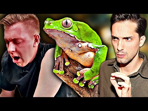 YouTuber vergiftet sich mit Frosch! Biologe warnt vor Kambo