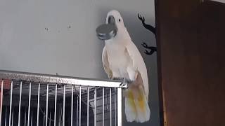 Shake Shake Shake Your Booty