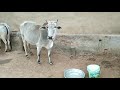 Cow Water Drinking Village Sex