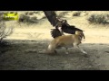 Best Eagle Attacks Compilation