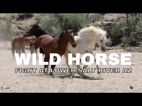 WILD HORSE FIGHT | LOWER SALT RIVER  AZ